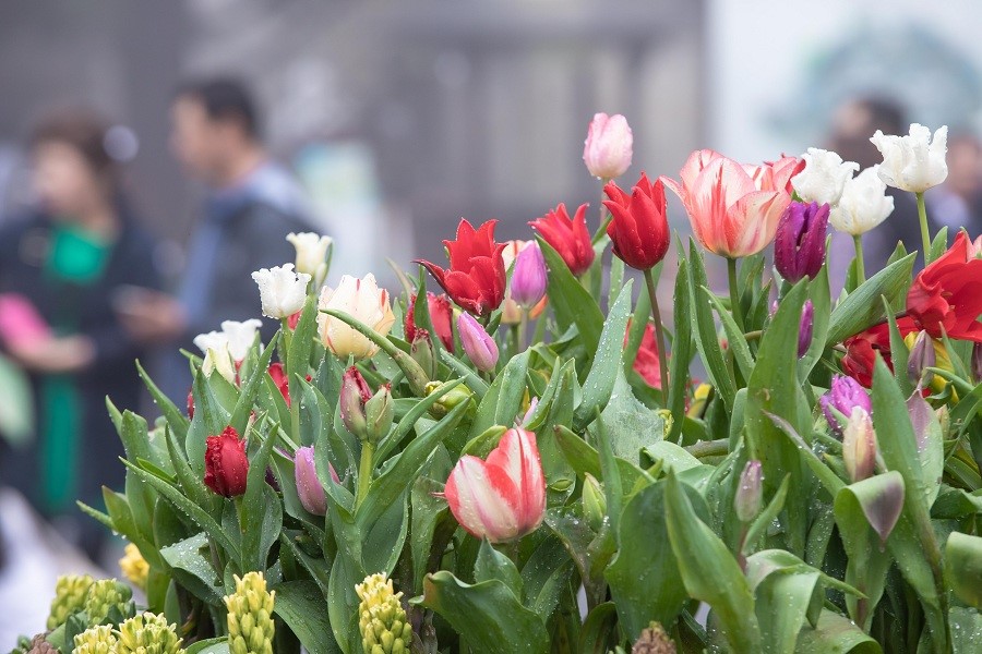Chuẩn bị cho Lễ hội hoa tulip lớn nhất Việt Nam sẽ được chính thức khai trương vào ngày 14/2 tới, thời gian này, Khu du lịch đã ráo riết chuẩn bị, trang trí cho khu vực Làng Pháp bằng hàng ngàn chậu hoa tulip đủ sắc màu.