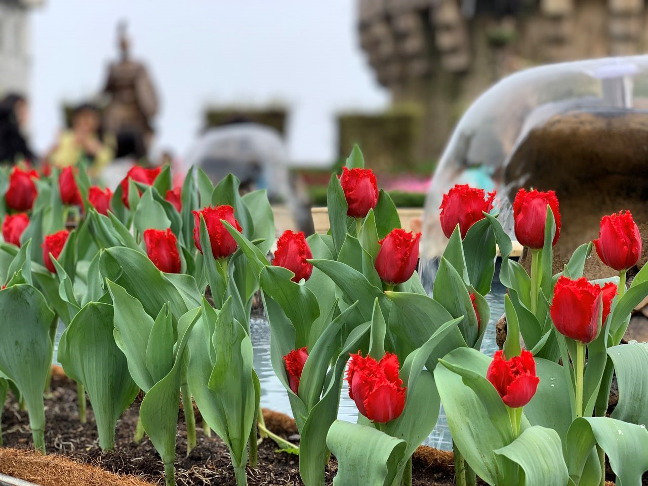 Những bông hoa tulip với đủ sắc màu kiêu sa vươn mình trong nắng sớm ban mai, xen lẫn trong sắc xanh của tán lá, tựa như một bản nhạc tươi vui chào đón tất cả du khách đến với chốn vốn được mệnh danh là tiên cảnh này.