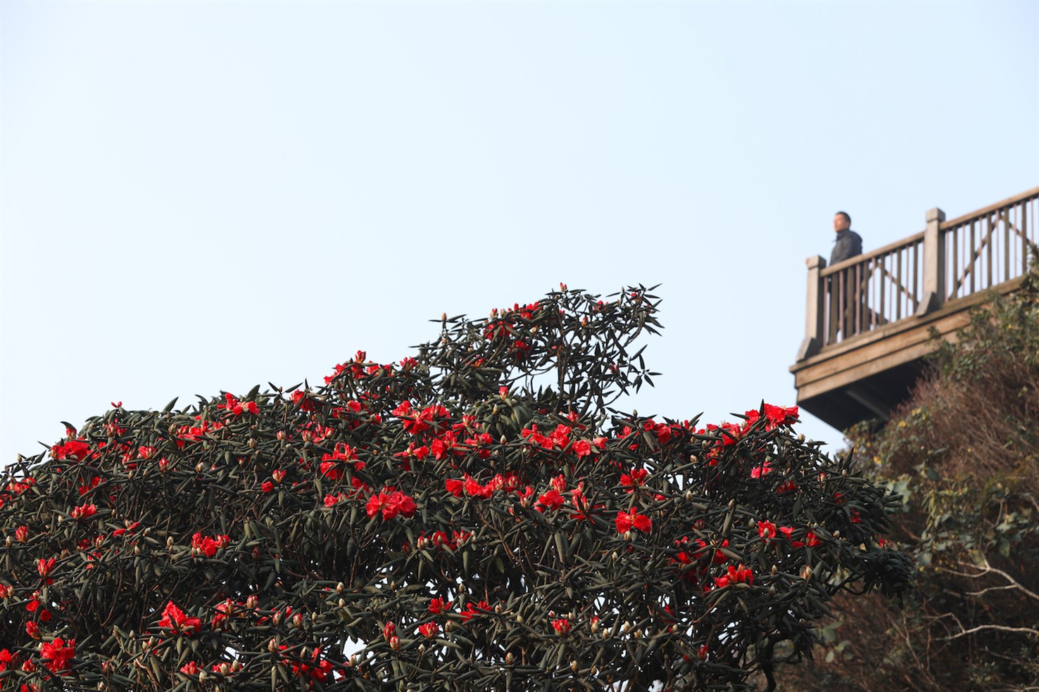 Khi tháng 4 về, những bông loa kèn trắng ngần ngợp đầy các con phố Hà Nội, cũng là lúc từng vạt rừng Hoàng Liên, Sa Pa rực lên sắc đỏ của loài hoa đỗ quyên quý hiếm.