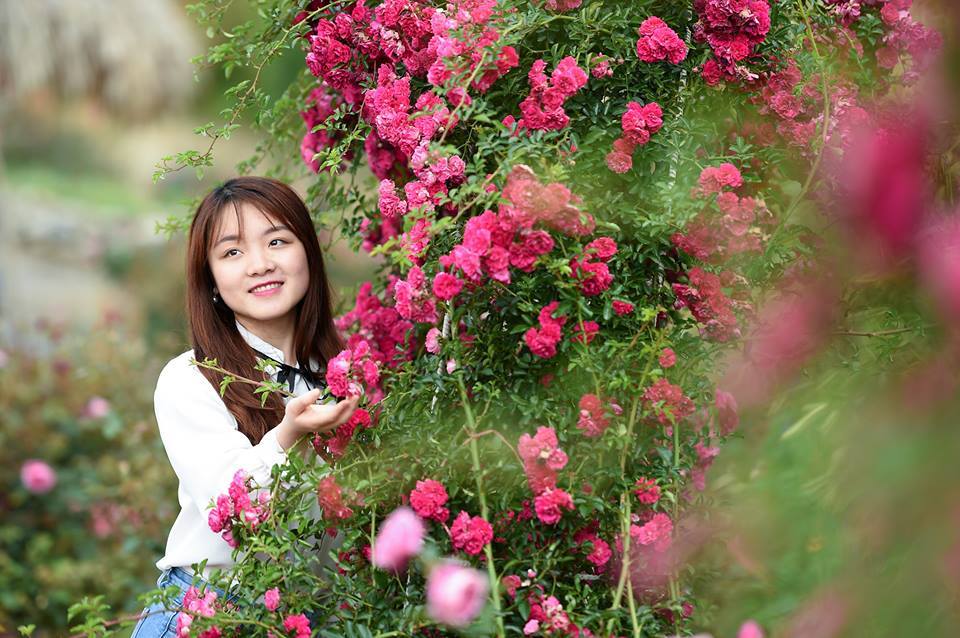 Để rồi hè sang, hồng cổ Sa Pa, hồng Vân khôi cùng các loại hồng nhập ngoại, hồng leo đồng loạt khoe sắc, như thể có một phép màu vừa chạm tới Fansipan, biến Sun World Fansipan Legend thành một khu vườn cổ tích.