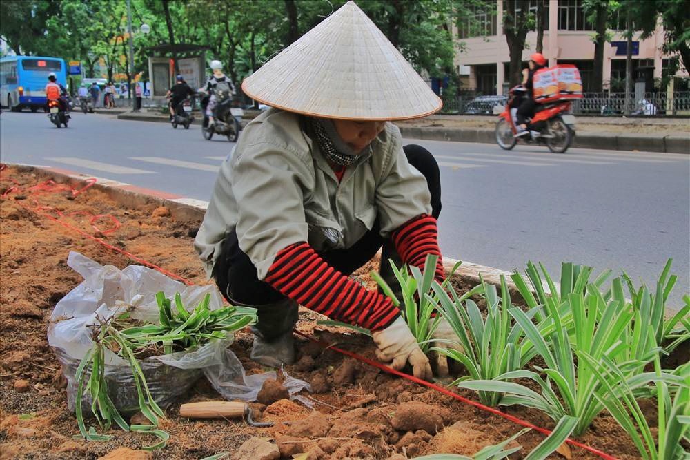 công nhân Công ty CP tư vấn đầu tư Hà Thành đang tích cực phủ xanh tuyến phố