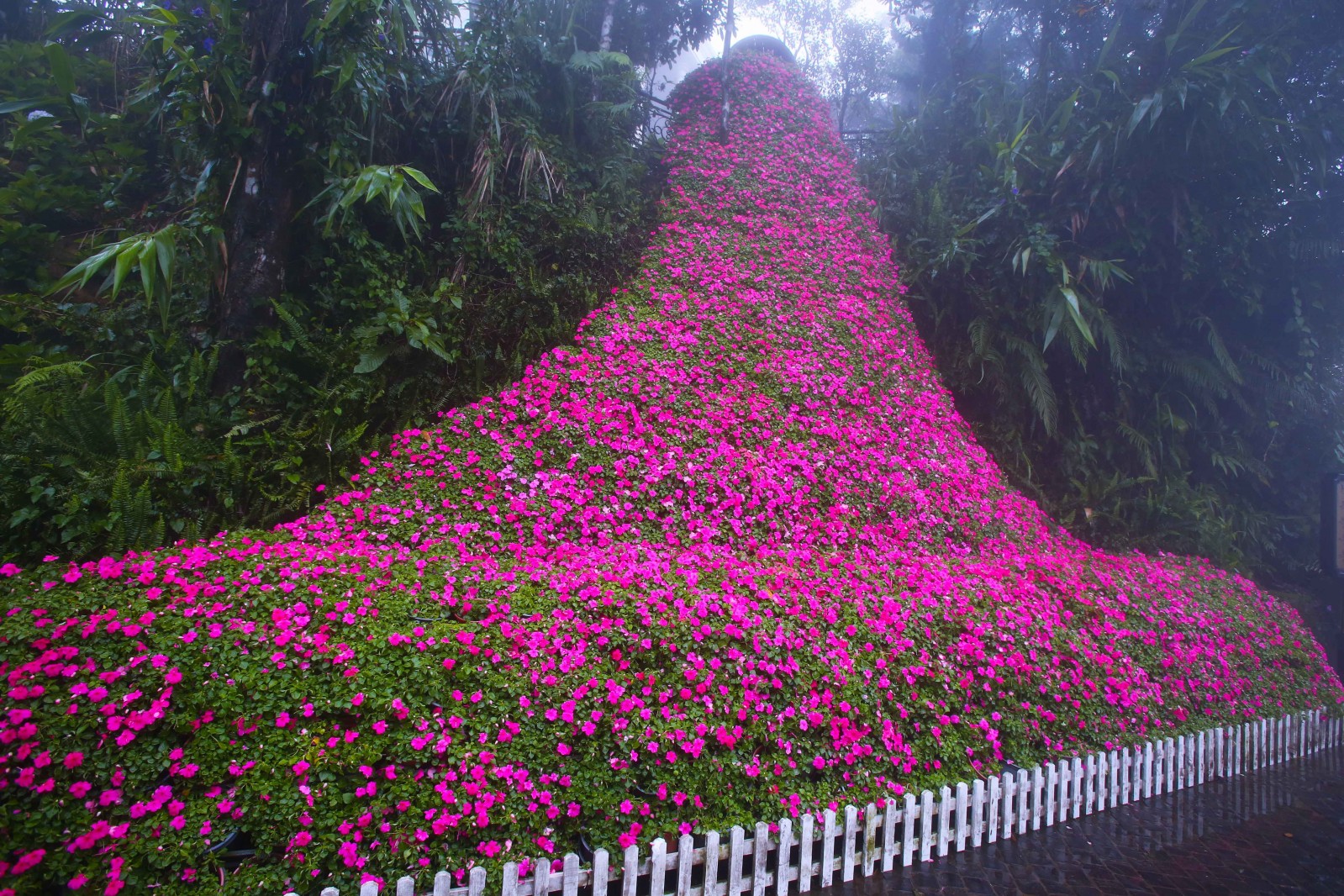 Xung quanh Cầu Vàng cũng là nơi hội ngộ của các loài hoa, tạo nên một không gian nên thơ, lãng mạn.