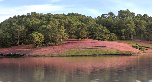 Thảm thực vật đặc trưng của khu vực Đan Kia – Suối Vàng là cây thông và cỏ hồng