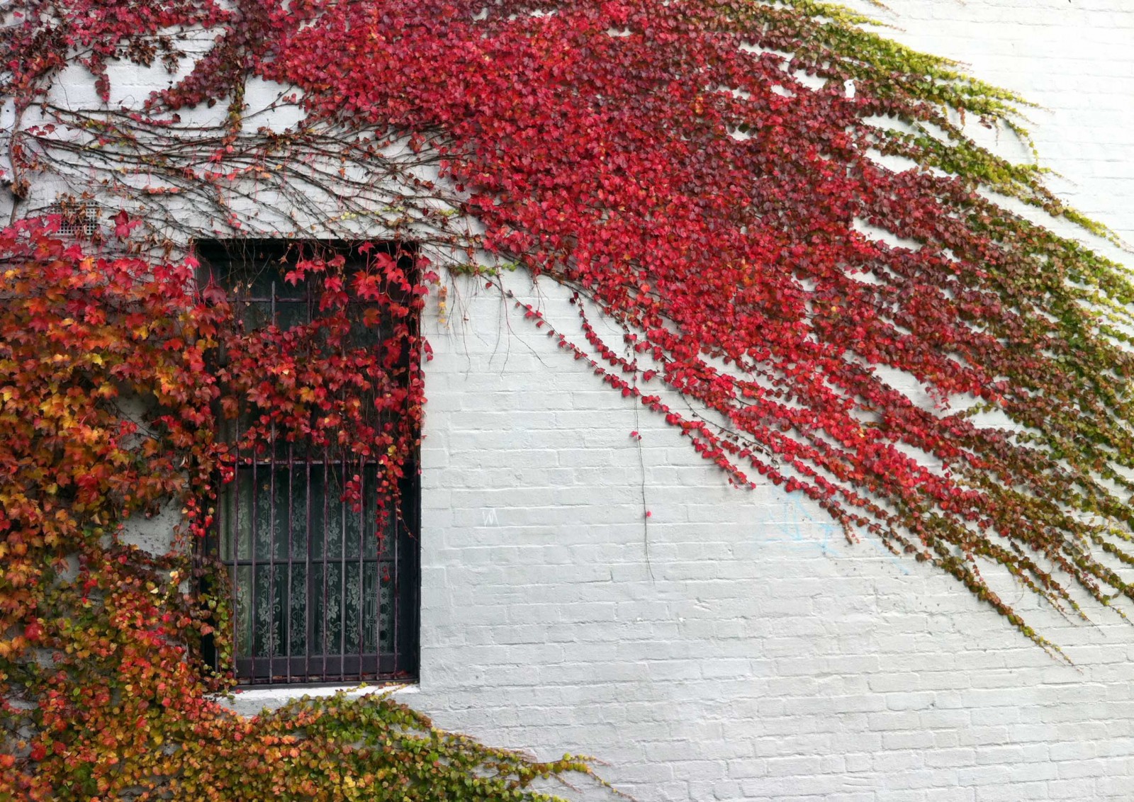 Sắc thu nhuốm vào từng ô cửa xinh xắn ở mỗi ngôi nhà ở Melbourne, nơi những mảng tường trắng được khoác lớp áo ba màu đỏ - vàng - xanh của một loại cây leo tường.