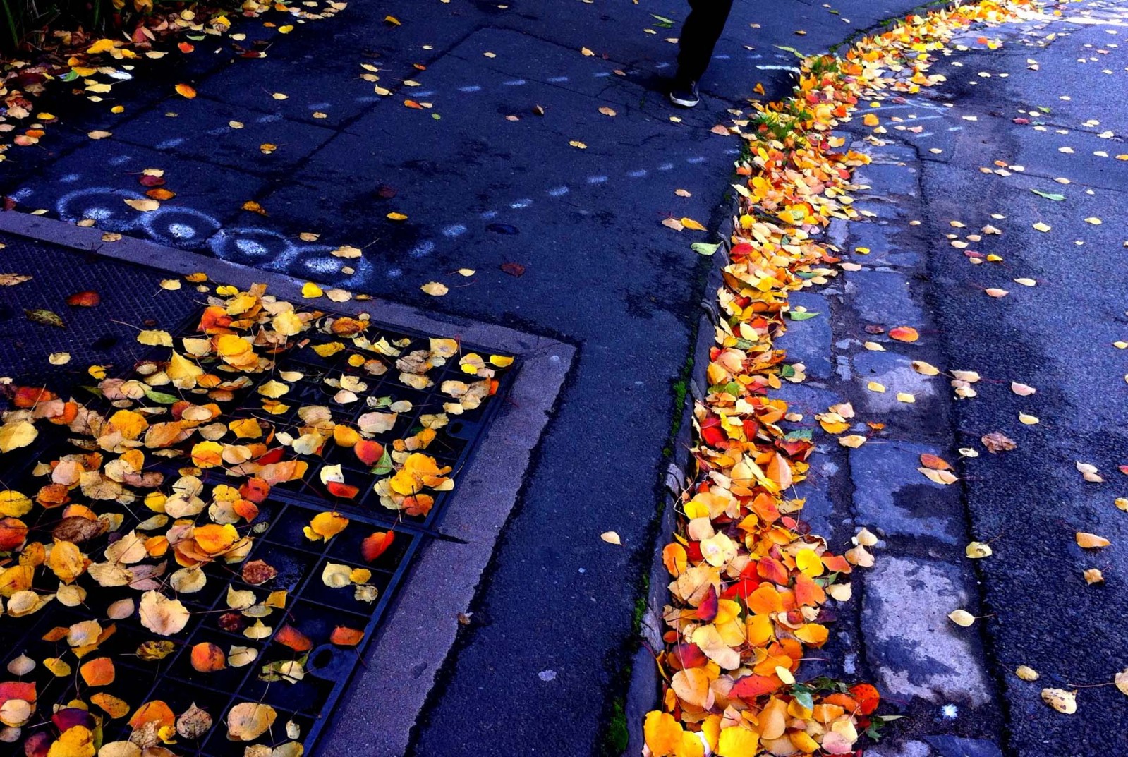 Một lối đi nhỏ trên hè phố Melbourne được trải thảm bởi những chiếc lá vàng - đỏ của mùa thu, rụng xuống sau cơn mưa.
