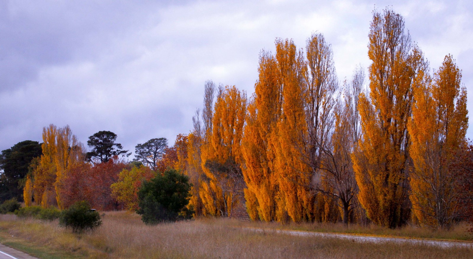 Những hàng cây thay lá nhuộm vàng những tuyến đường vào trung tâm Melbourne…