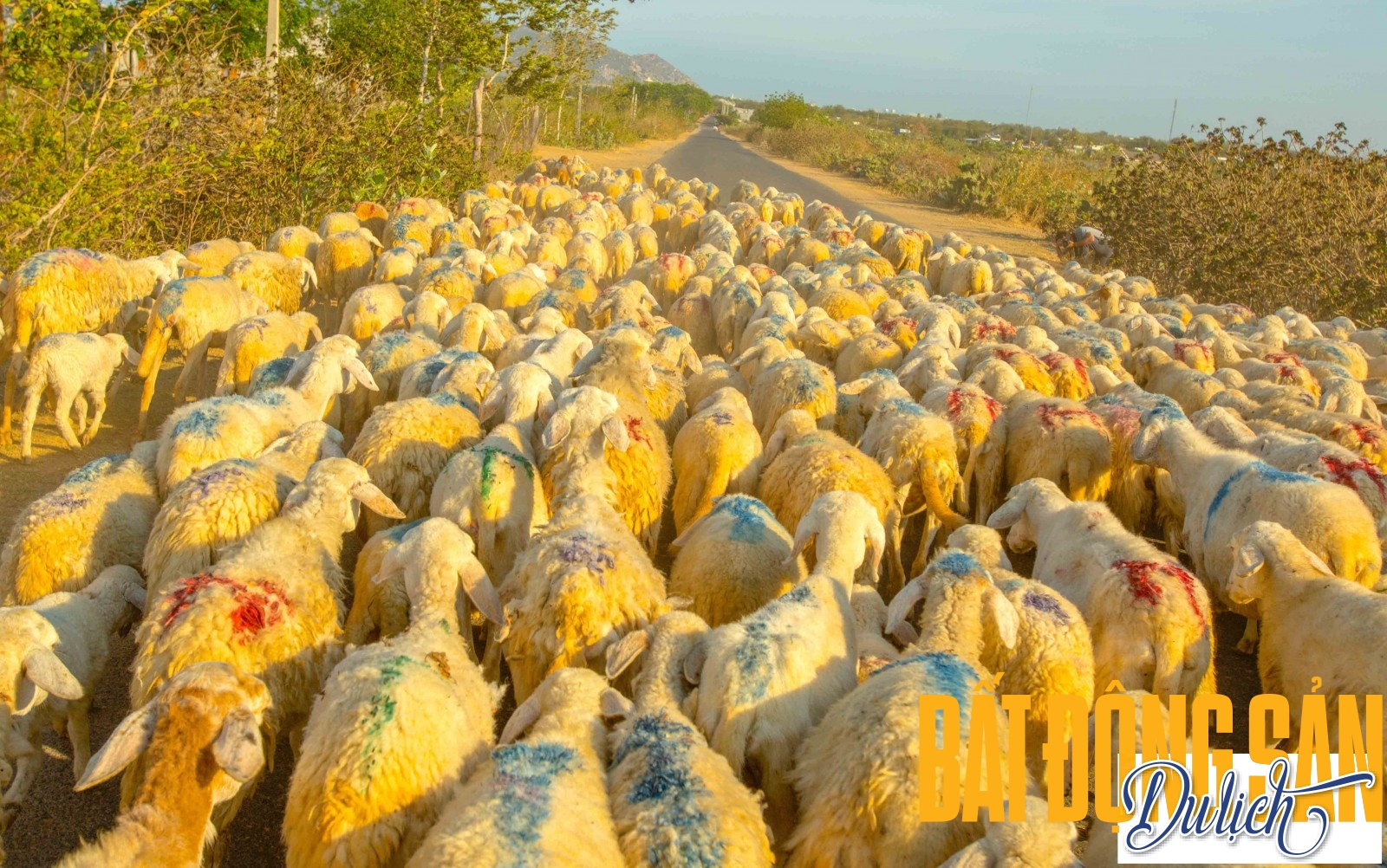 Quãng đường từ thành phố Phan Rang ra tới đồng cừu An Hoà khoảng gần 20km và nằm trên Quốc lộ 1A nên bạn dễ gặp những đàn cừu có số lượng đến cả ngàn con lững thững đi trước mũi xe, như trong ảnh.