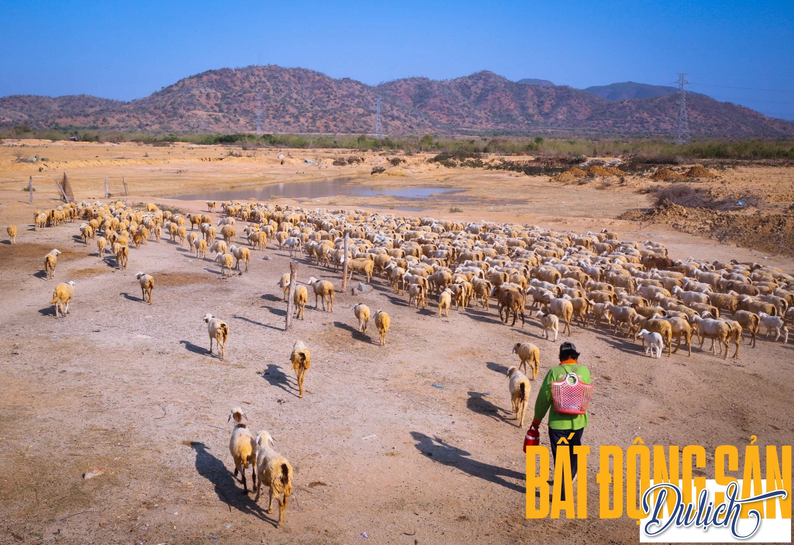 Trang trại cừu ở Ninh Thuận có nơi lên đến cả nghìn con. Mỗi đợt thả chuồng, chúng đi theo một đường dài như đang hành quân xung trận. Trong ảnh là anh Đào Quang Lơ tranh thủ lùa đàn cừu đi chăn sớm, để chúng kiếm được nhiều thức ăn hơn...