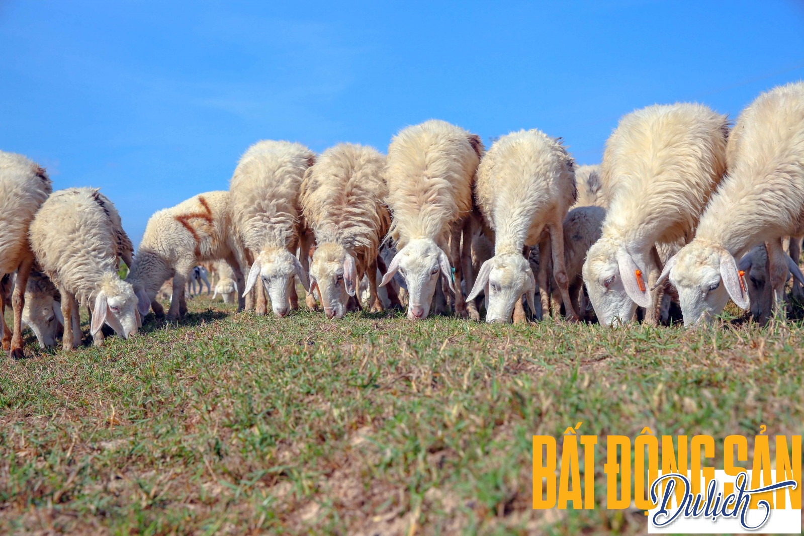 Nơi ăn của cừu có khi cách trại nuôi cả chục kilomet và những người du mục chỉ có thể đi bộ theo, để quản lý đàn. Trong buổi chiều lộng gió, giữa bốn bề đồng cỏ là những đàn cừu bình yên gặm cỏ.