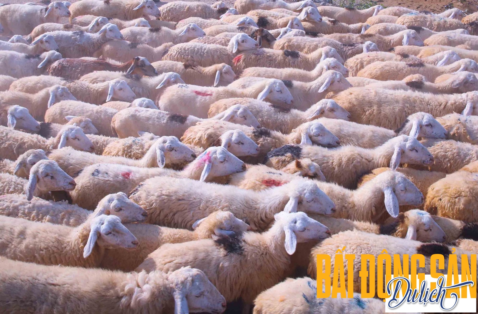 Cừu ở Ninh Thuận chủ yếu nuôi lấy thịt nên lông của chúng không được sạch và trắng như các loài cừu thường thấy ở nước ngoài. Trong ảnh là một đàn cừu ở An Hòa tương đối trắng sạch bởi sau khi ăn tắm nước ở đập Thành Sơn gần đó.