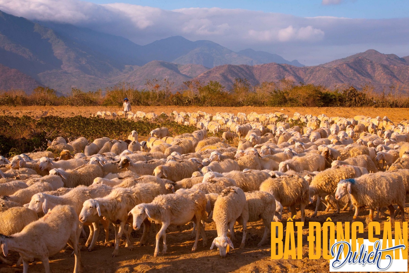 Những người du mục chăn cừu từ 8 đến 11h trưa, sau đó lùa chúng tìm nơi uống nước và nghỉ ngơi ngoài đồng cỏ.