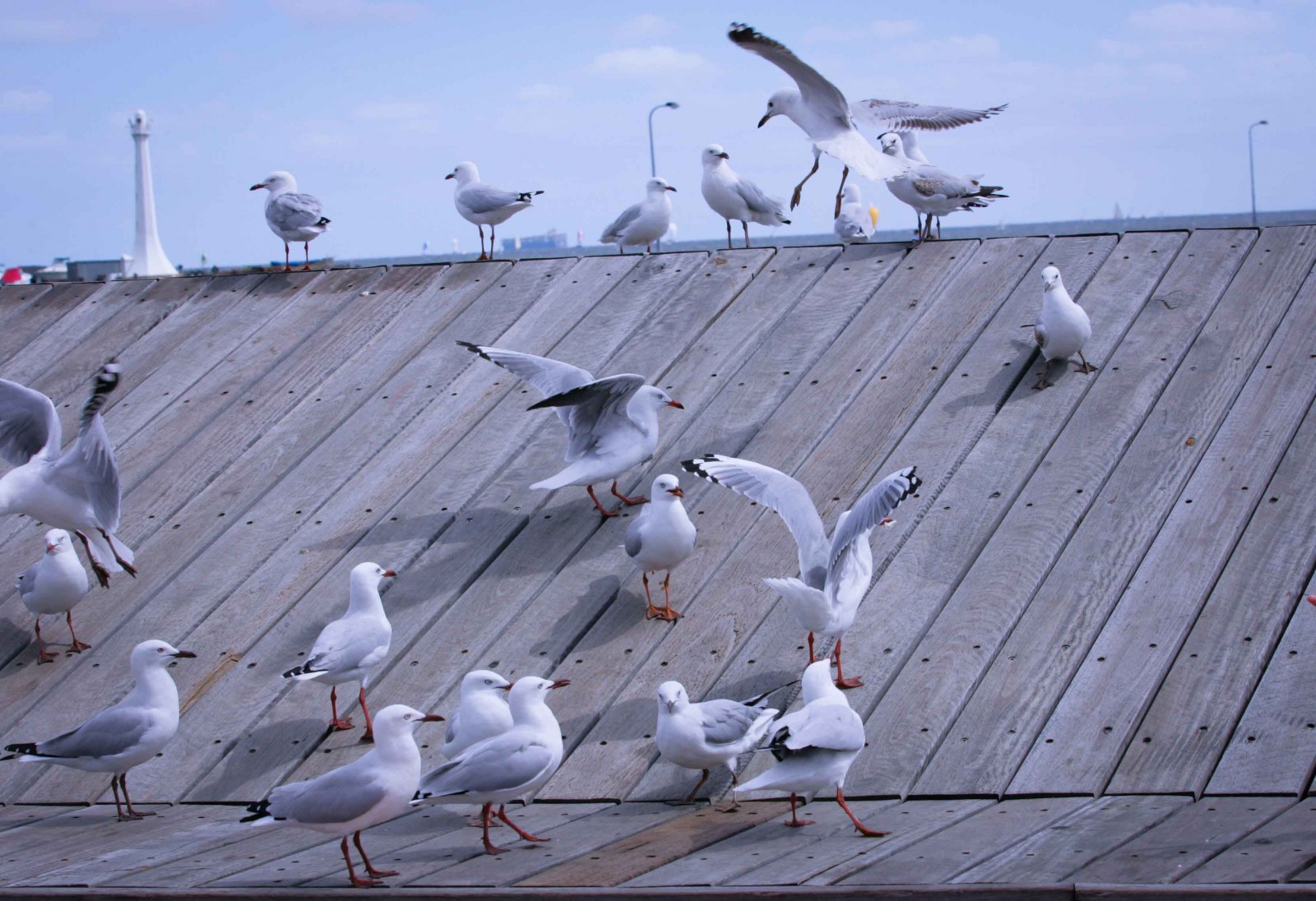 Giữa vùng trời nước yên bình là những cánh chim biển bạn sẽ gặp rất nhiều trên các bãi tắm hoang sơ ở biển Brighton.