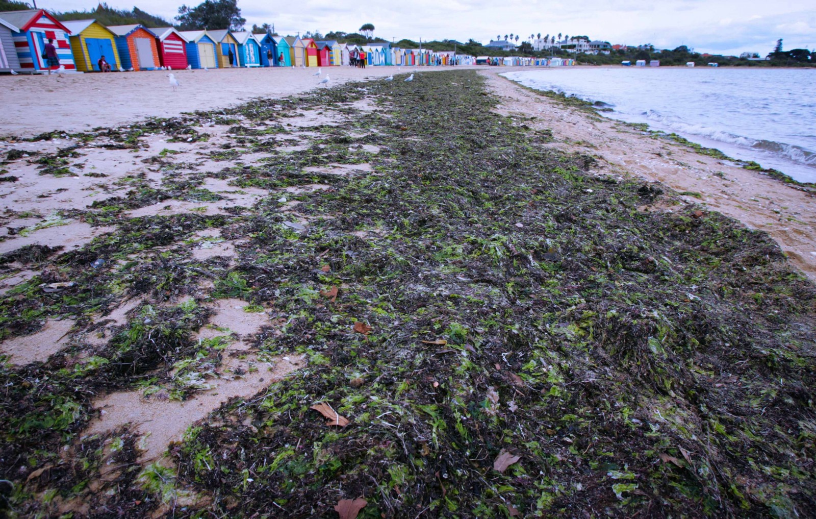 Cảnh quan thiên nhiên và hệ động thực vật biển được bảo vệ và giữ gìn nguyên sơ trên các bãi biển ở Brighton. Trong ảnh là những mảng rong rêu từ biển theo con nước trồi lên mang theo thức ăn cho những chú chim biển như hải âu…