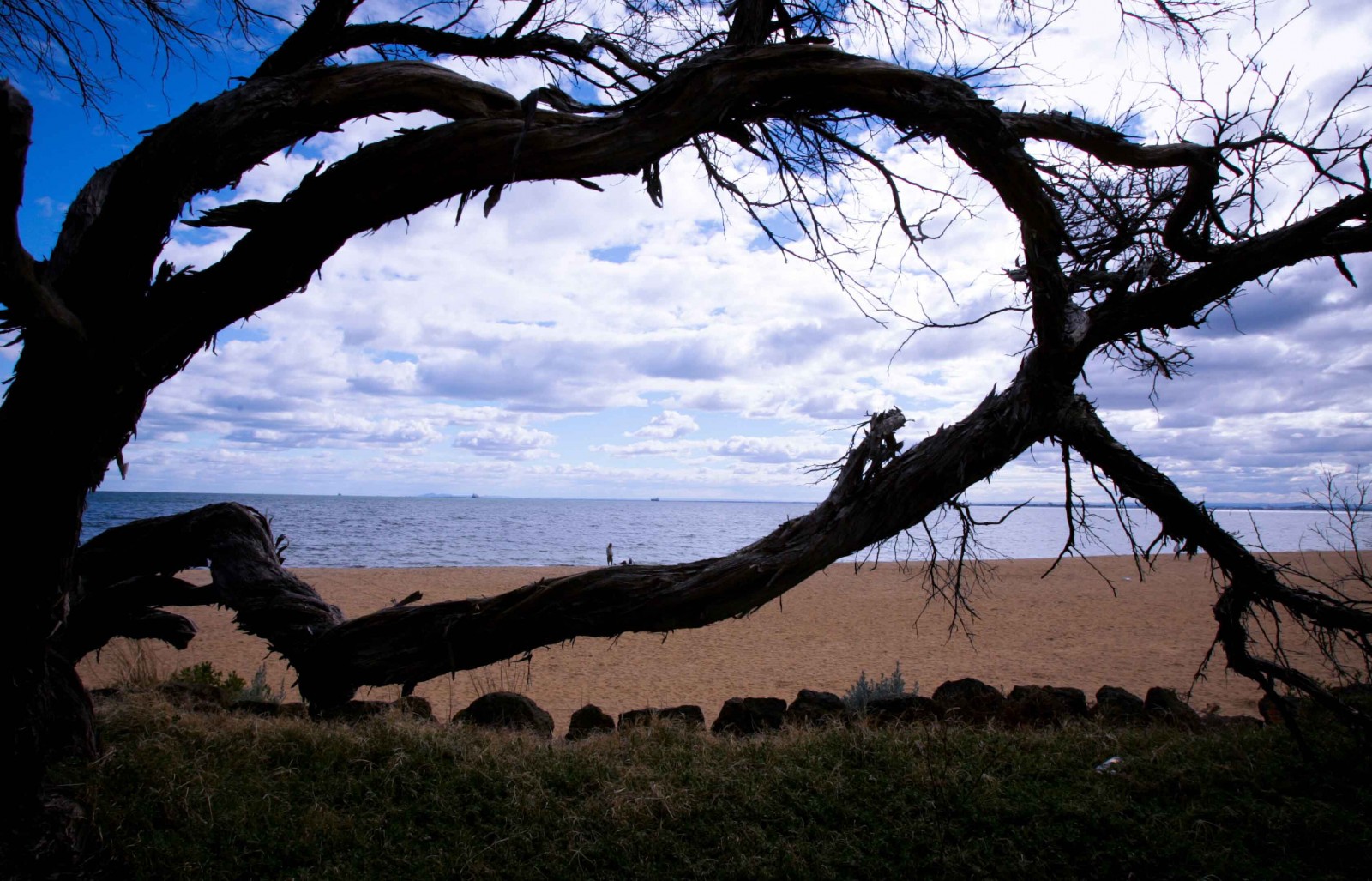 Những ô cửa nhìn biển xanh ngút tầm mắt lại được tạo nên từ những cây cổ thụ mọc trên bờ biển Brighton.