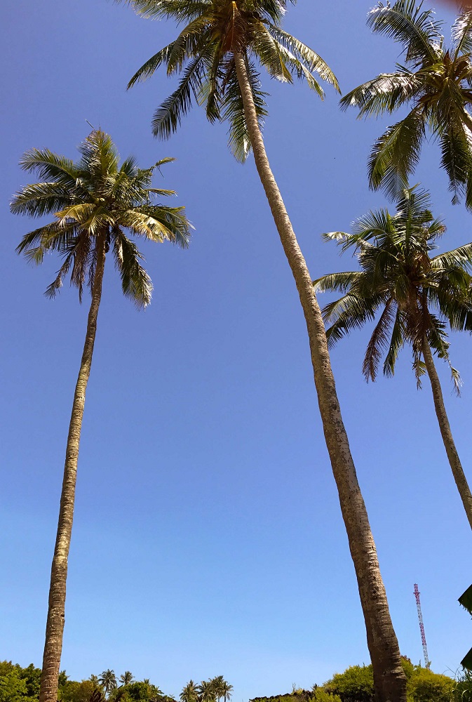 Những hàng dừa lâu năm vừa giữ đất, chắn gió, vừa tạo cảnh quan đẹp trên đảo.
