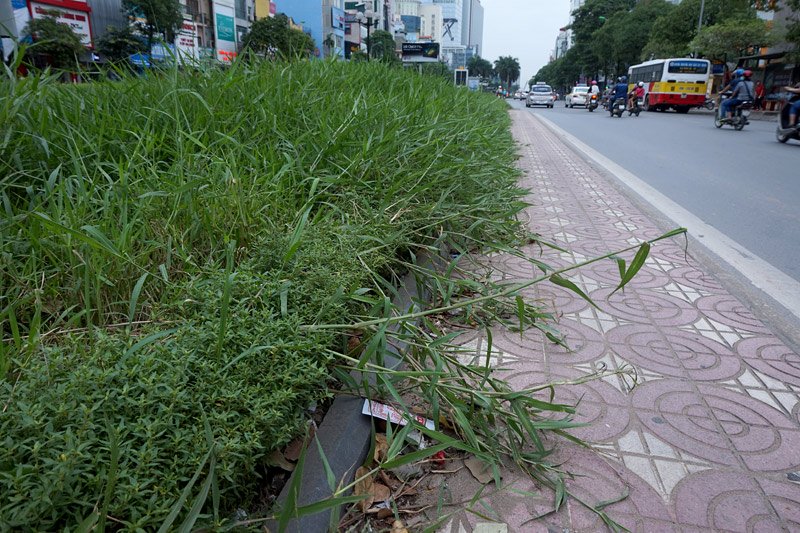 Cắt cỏ, chăm sóc cây cảnh, đường đẹp nhất, Hà Nội, Thủ đô, mọc um tùm