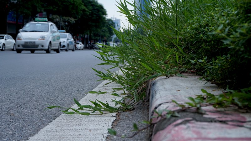 Cắt cỏ, chăm sóc cây cảnh, đường đẹp nhất, Hà Nội, Thủ đô, mọc um tùm