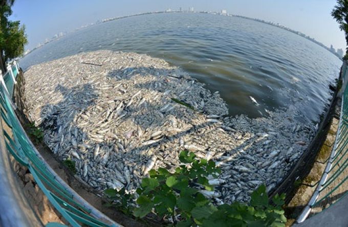 Hàng trăm tấn cá chết nổi trắng Hồ Tây.