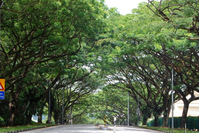  Cây mưa, loại cây tán rộng, xòe ra như những chiếc ô che mưa che nắng, được chọn để trồng bên các tuyến đường tại Singapore.