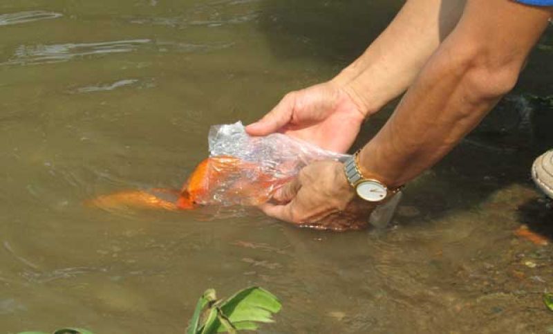 Phóng sinh cá chép tiễn ông Công ông Táo là phong tục đẹp.