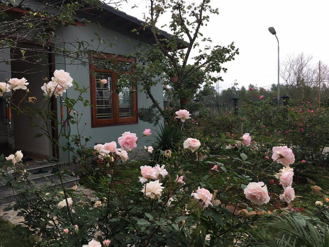 Ngôi nhà bé xinh, bình yên bên vườn hồng rực rỡ cách Hà Nội hơn 1 giờ đi ô tô - Ảnh 14.