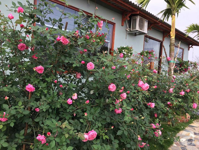 Ngôi nhà bé xinh, bình yên bên vườn hồng rực rỡ cách Hà Nội hơn 1 giờ đi ô tô - Ảnh 16.
