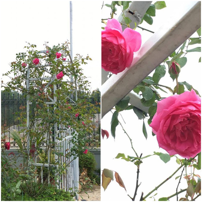 Ngôi nhà bé xinh, bình yên bên vườn hồng rực rỡ cách Hà Nội hơn 1 giờ đi ô tô - Ảnh 3.