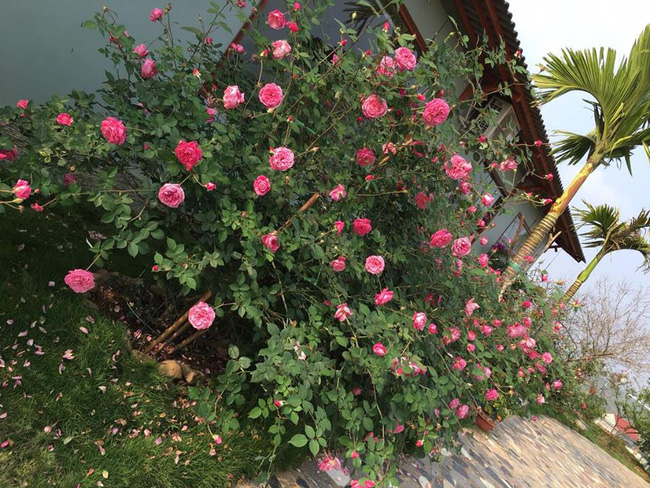 Ngôi nhà bé xinh, bình yên bên vườn hồng rực rỡ cách Hà Nội hơn 1 giờ đi ô tô - Ảnh 8.