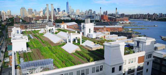Nằm trên đỉnh của một nhà kho sáu tầng, nông trại hữu cơ trên sân thượng lớn nhất trên thế giới ở Bắc Boulevard, thuộc quận Queens, New York (Mỹ) đã gây sự chú ý đặc biệt. Trải dài trên diện tích 10.000m2, trang trại này không chỉ trồng các loại rau củ quả mà mà còn nuôi cả gà....