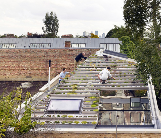 Khu vườn độc đáo nằm trên mái nhà 2 tầng ở London (Anh). Điểm đặc biệt thu hút mọi ánh nhìn của ngôi nhà này đó là khu vườn được thiết kế dạng bậc thang trên mái nhà dốc giống như kim tự tháp cây. Các loại cây được lựa chọn trồng đều rất dễ chăm sóc, không cần tưới nhiều nước.