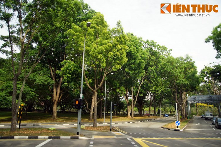 Tỉ lệ phủ xanh đô thị cao nhất thế giới. Ti lệ cây xanh phủ bóng tới 50% diện tích đô thị khiến Singapore trở thành một trong những thành phố có độ phủ xanh cao nhất thế giới.