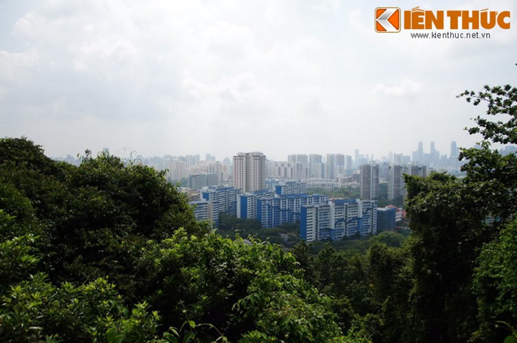 Mô hình rừng trong thành phố. Nhiều khu vực của Singapore được quy hoạch thành những khu rừng bán tự nhiên, trở thành những lá phổi xanh cùng như điểm du lịch thu hút nhiều du khách ghé thăm.