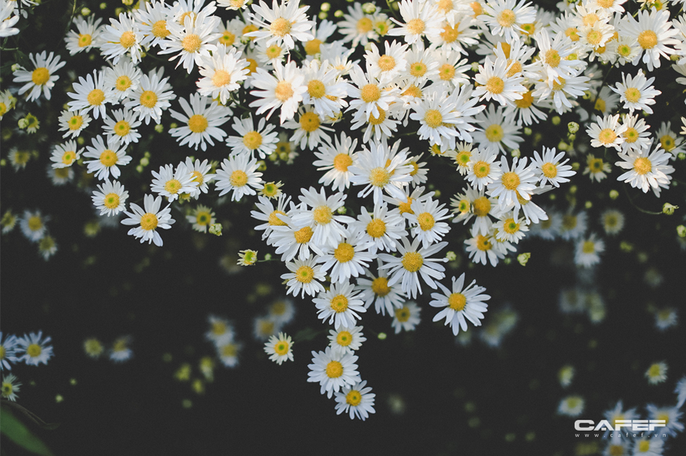 Cúc hoạ mi, một loài hoa có màu trắng tinh khôi.