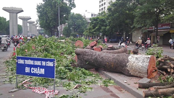 Hàng cây xà cừ trên đường Nguyễn Trãi bị chặt hạ để làm đường sắt trên cao.