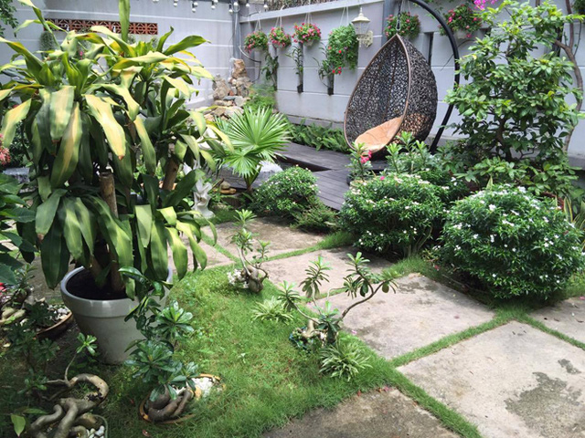 Hiện tại, vườn đã xanh um tươi tốt, những cây lớn được một người bạn của Cao Thái Sơn hỗ trợ cách chăm sóc. Anh và mẹ tự lo những cây cảnh nhỏ, rau ăn hàng ngày.