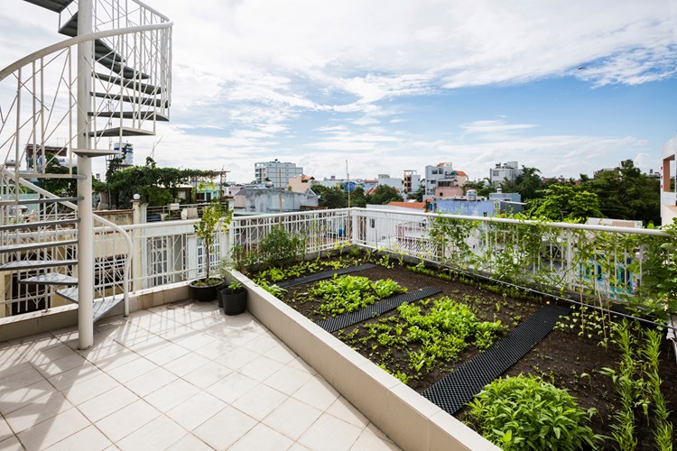 Sân thượng được gia chủ khéo léo trồng một vườn rau sạch.