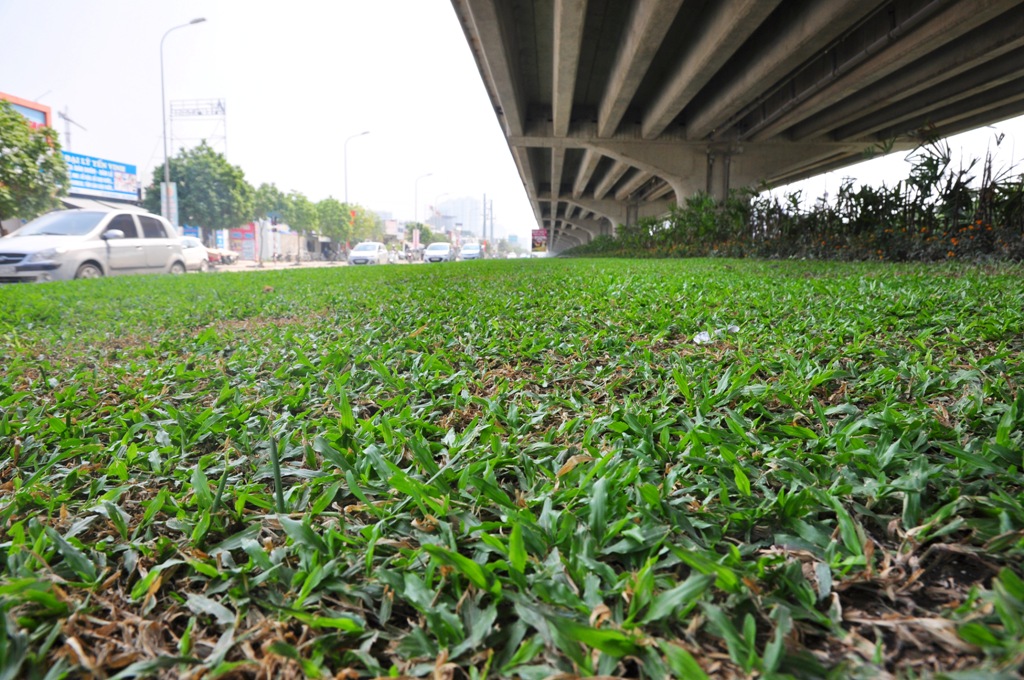Trồng cỏ dưới gầm đường cao tốc trên cao cũng tiêu tốn ngân sách hàng chục tỷ đồng.