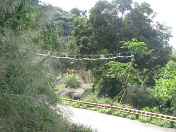 Đà Nẵng phải làm cầu khỉ cho voọc đi qua các tuyến đường giao thông trên Sơn Trà