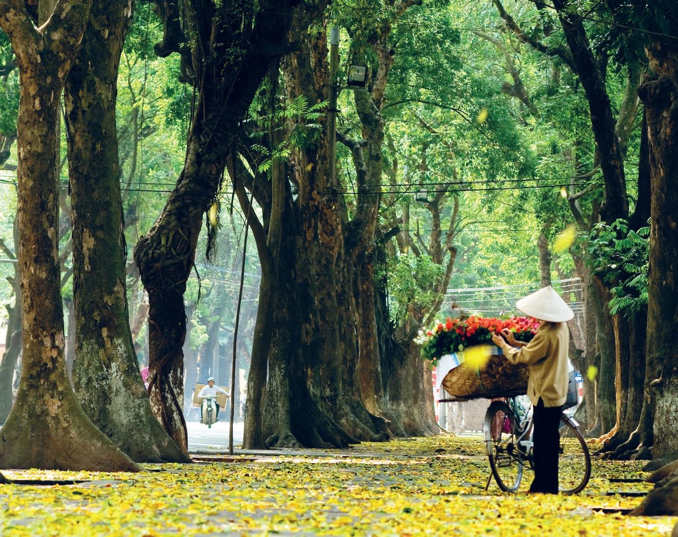 Hà Nội duyên dáng với hàng cây mùa thay lá. Nguồn ảnh: Internet