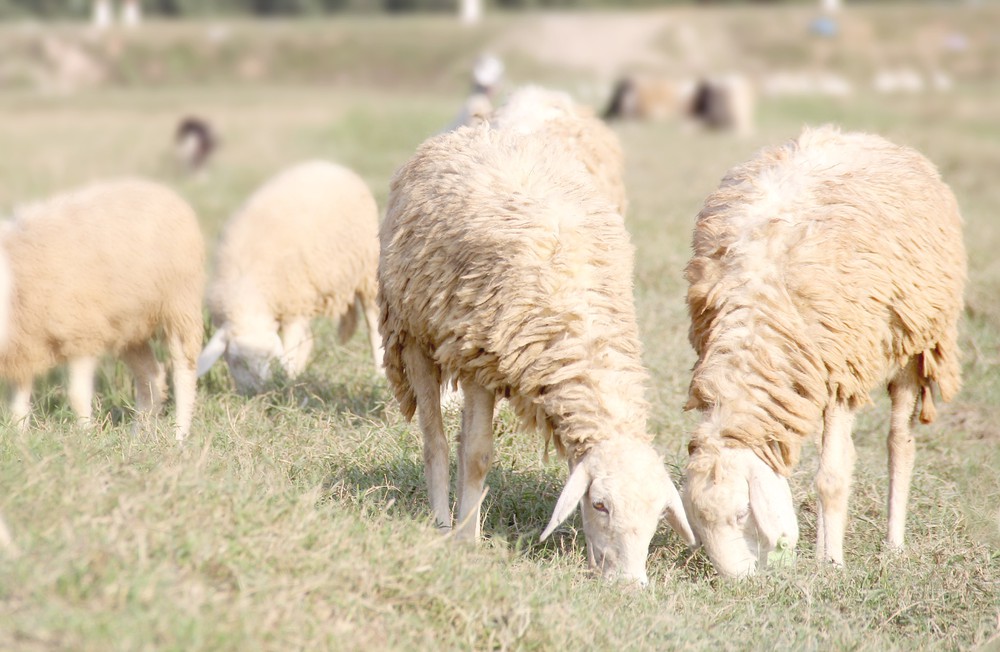Trại cừu Yên Thành mang vẻ đẹp thơ mộng