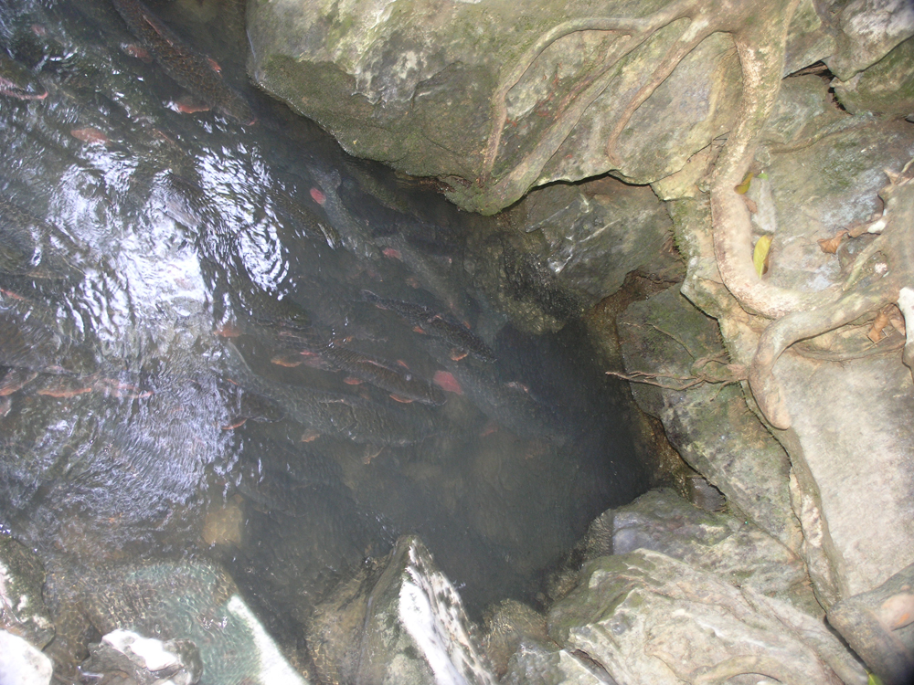 Cửa hang đá trên dòng suối là nơi có nhiều cá thần nhất của suối cá thần ở Lương Ngọc. - Ảnh: Phạm Ngọc Triển 