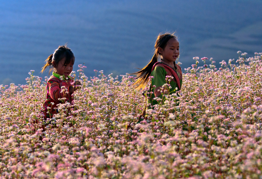 Những cánh đồngp/hoa Tam giác mạch ở vùng cao Lào Cai, Hà Giang do người dân tộc địa phương tạo ra để phục vụ du khách trong nước và quốc tế tới thăm địa phương. 