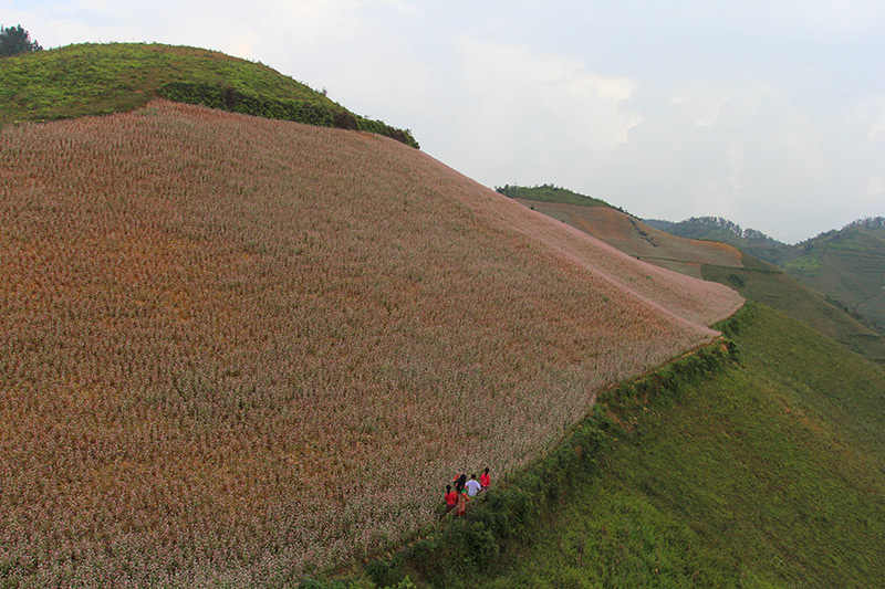 Một cánh đồng hoa Tam giác mạch ở huyện vùng cao Si Ma Cai ( tỉnh Lào Cai) rộng tớip/18hap/và được coi là cánh đồngp/hoa Tam giác mạch có diện tích lớn nhất Việt Nam.