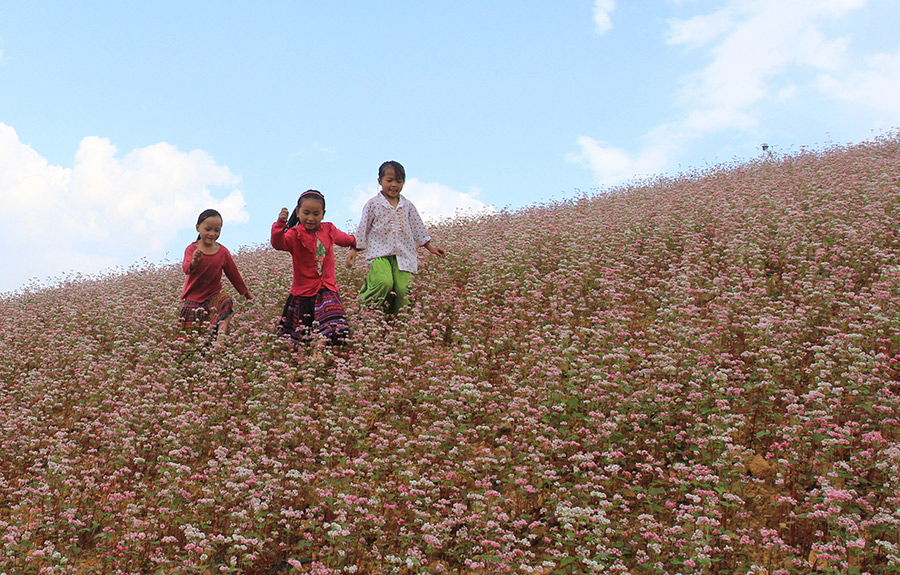 Tung tăng trên cánh đồng hoa Tam giác mạch tuyệt đẹp ở xã Thèn Phàng, huyện Xín Mần, tỉnh Hà Giang. 