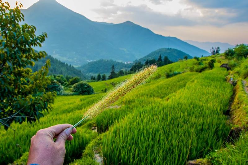 Bình Liêu đón thu bằng bạt ngàn sóng lúa xanh. Ẩn mình dưới đó là những nếp nhà thấp thoáng trong gió sương hiền hòa như nàng thiếu nữ miền sơn cước.