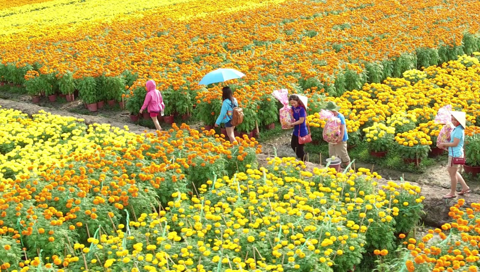 Người dân làng hoa Sa Đéc kết hợp trồng hoa để làm du lịch