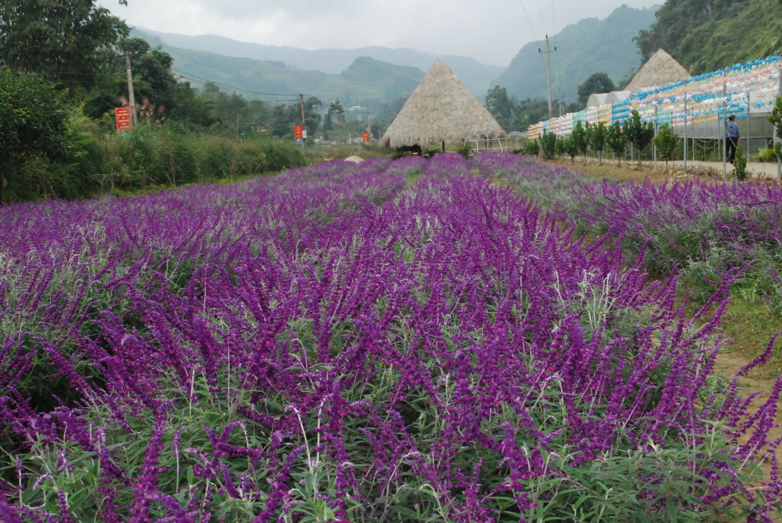 Cánh đồng hoa oải hương do Công ty dịch vụ du lịch Việt Tú (tỉnh Lào Cai) nhập hạt giống từ nước ngoài mang về gieo trồng nở hoa thành công ở Khu du lịch sinh thái 
