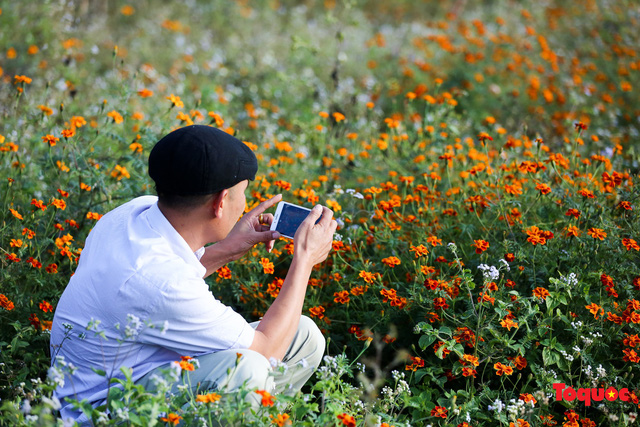 Nhiều khách du lịch ghi lại hình ảnh về loài hoa bình dị này