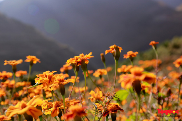 Hoa cúc có nhiều loại, loài hoa đơn sơ, bình dị ấy là biểu tượng cho mùa thu, cúc cam là hình ảnh của 