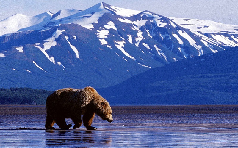 Thiên nhiên hoang dã và phong phú tại Alaska